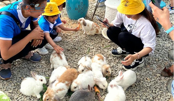 bunny-hill-farm-o-da-lat
