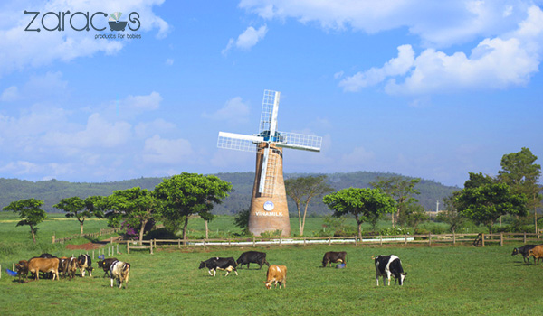 dalat-milk-farm
