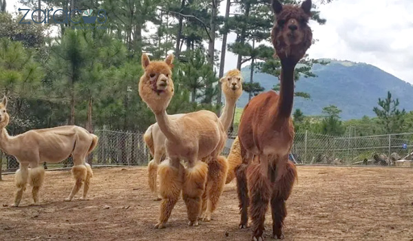 dia-diem-du-lich-da-lat-cho-tre-em